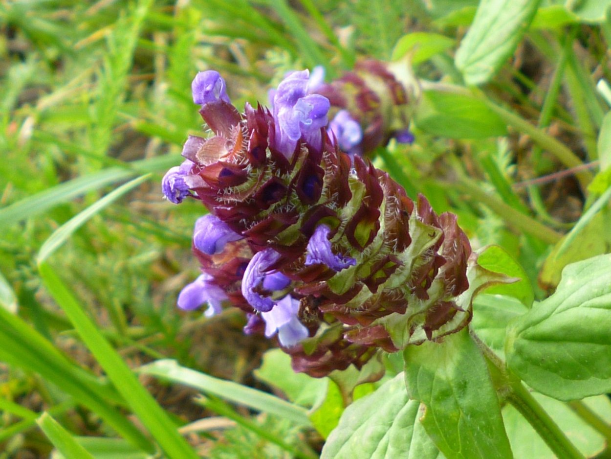 Губоцветные дикоросы