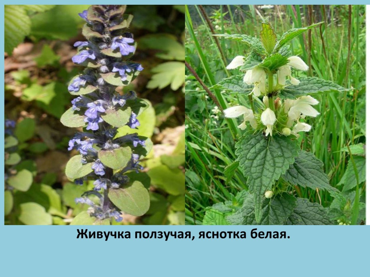 Яснотка и живучка