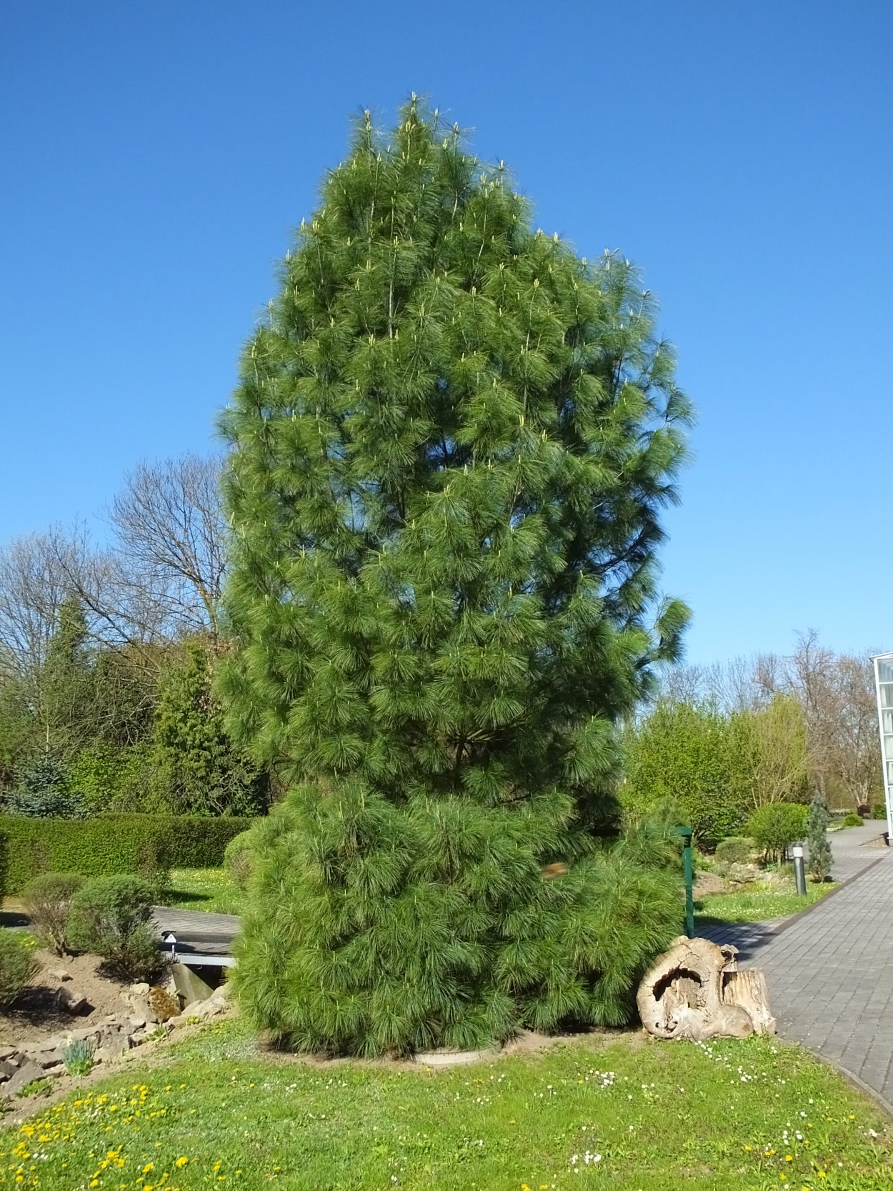 Сосна гималайская wallichiana