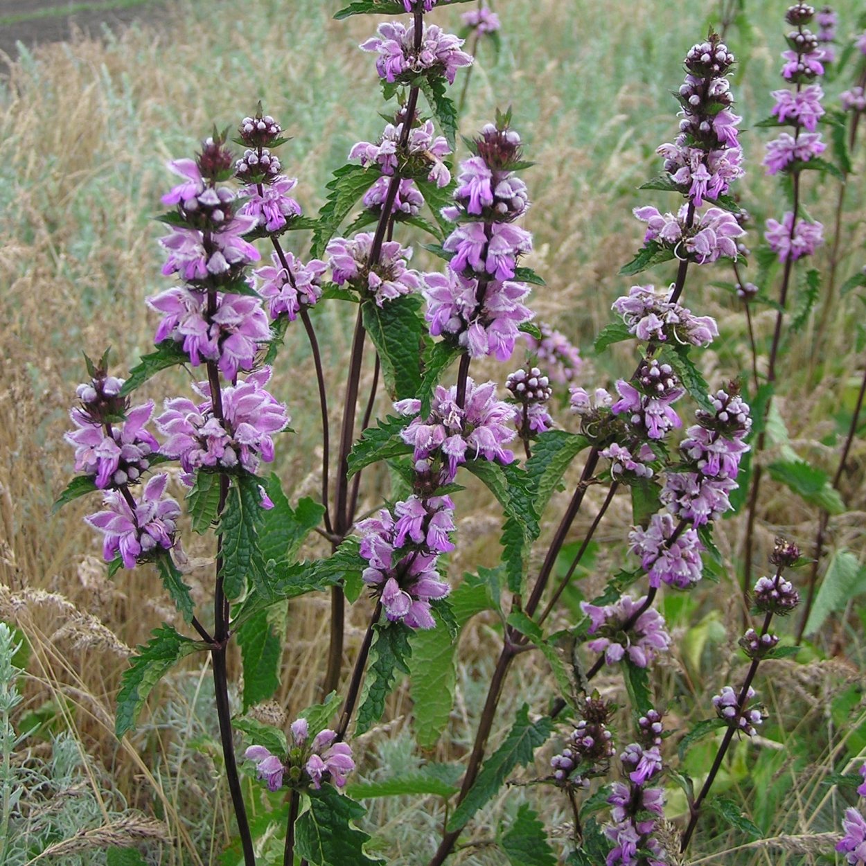 Зопник клубненосный (Phlomis tuberosa)