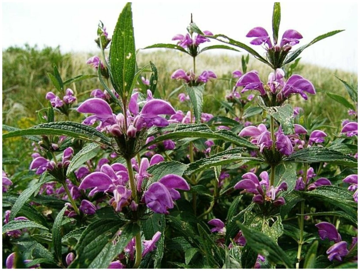 Зопник трава