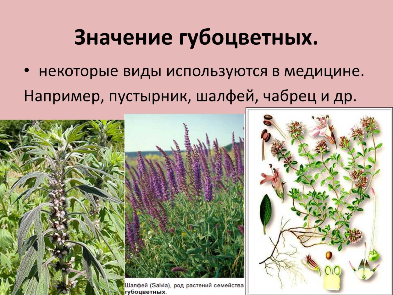 Губоцветные растения представители