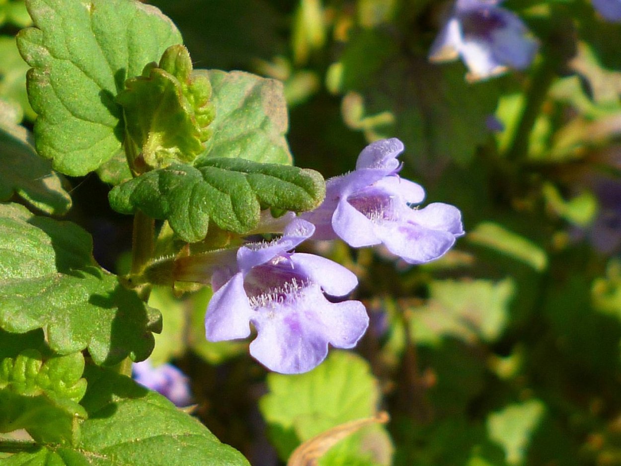 Яснотковые растения