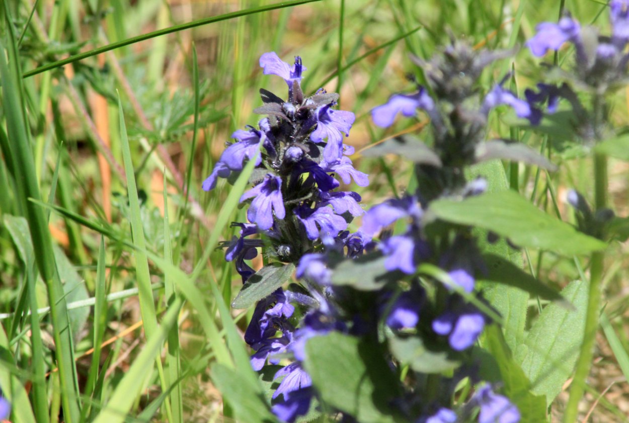 Семейство Губоцветные шалфей