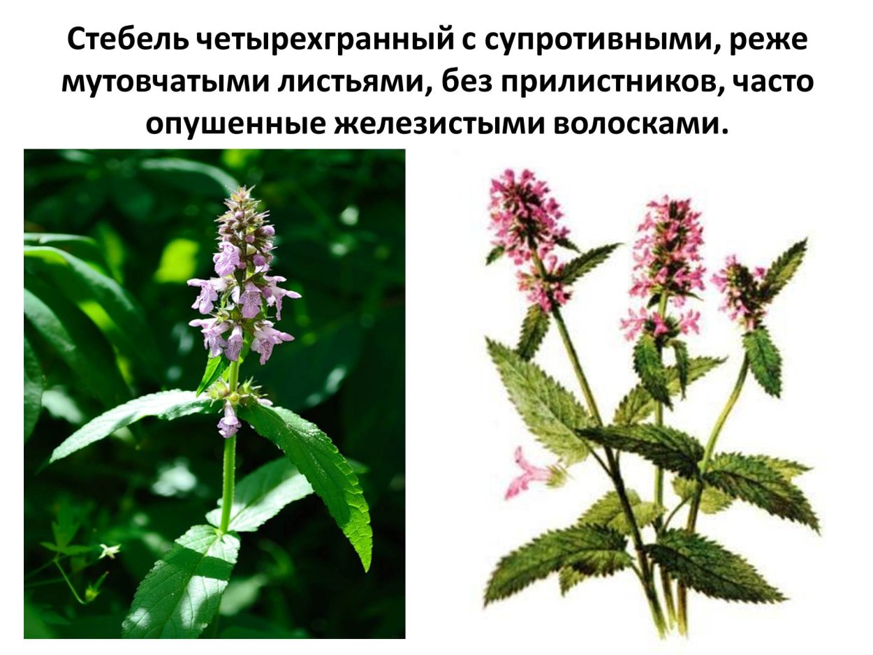 Шалфей мутовчатый диаграмма