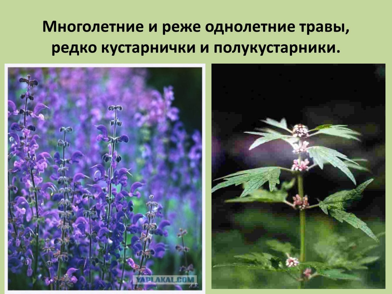 Однолетние растения семейства Губоцветные