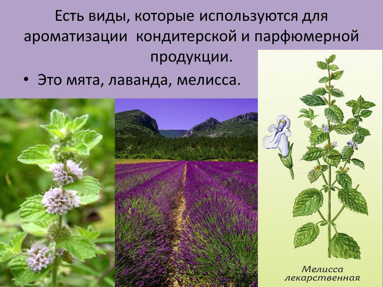 Семейство Яснотковые представители