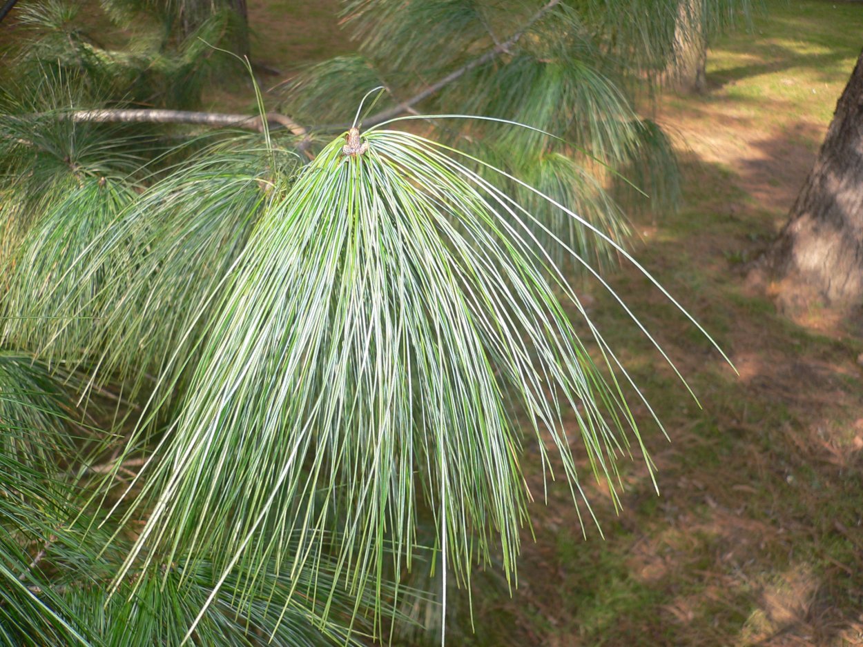 Сосна Веймутова гималайская