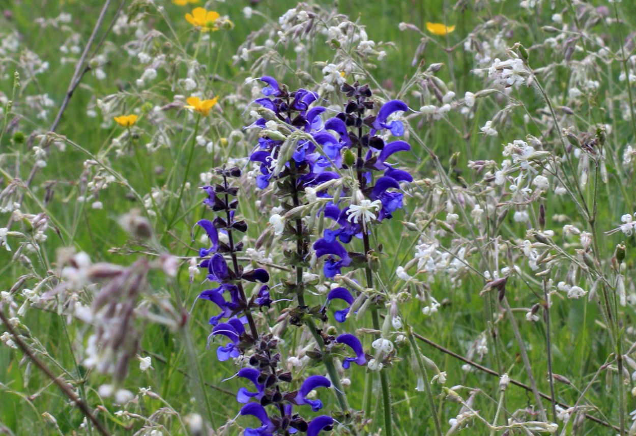 Шалфей Луговой