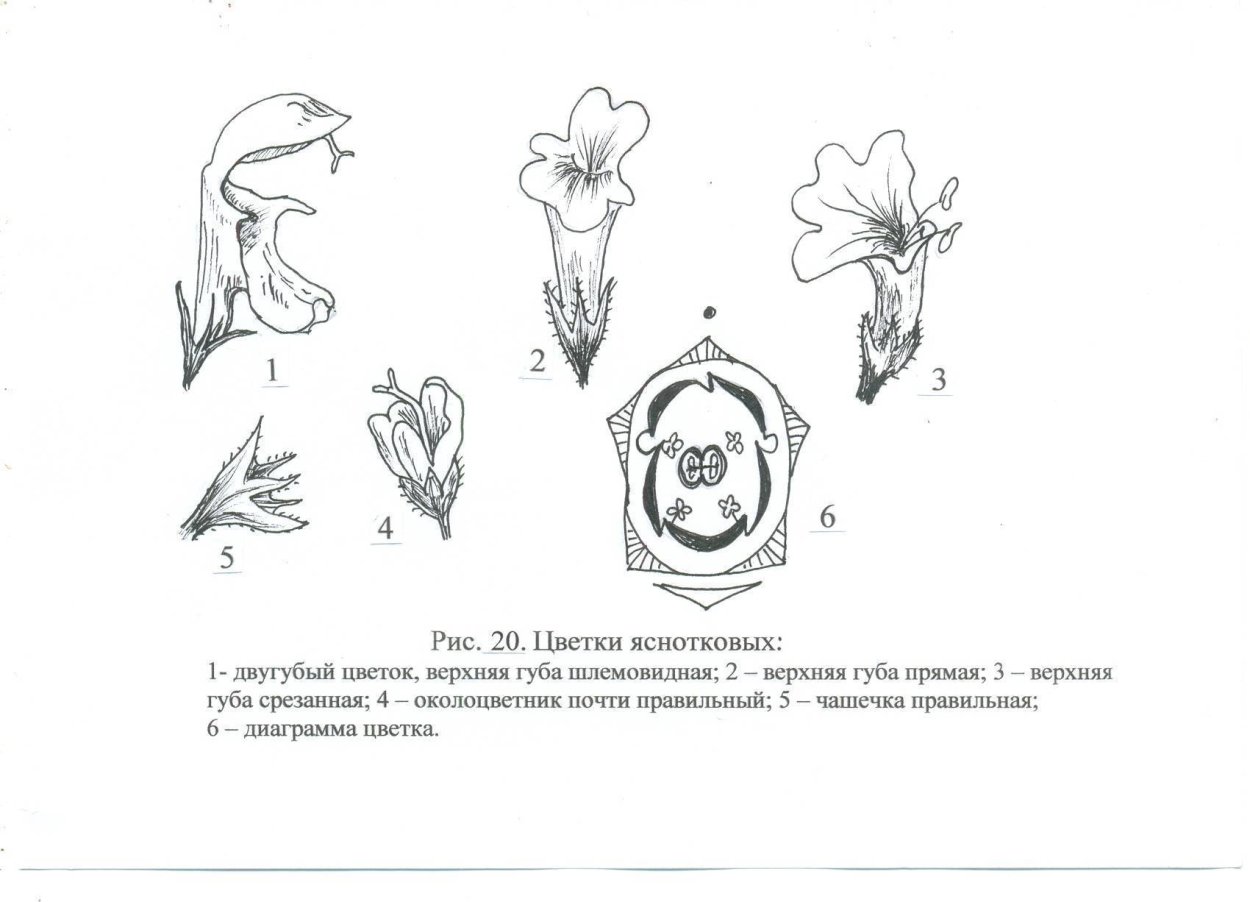 Семейство Губоцветные диаграмма цветка
