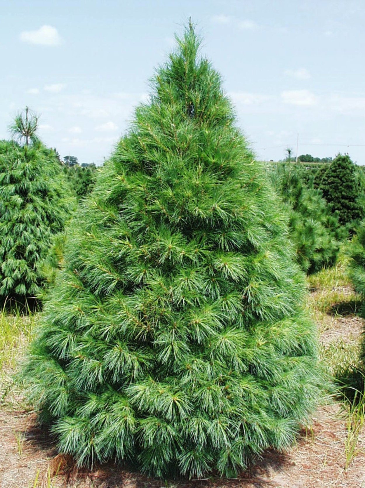 Сосна Веймутова Фастигиата