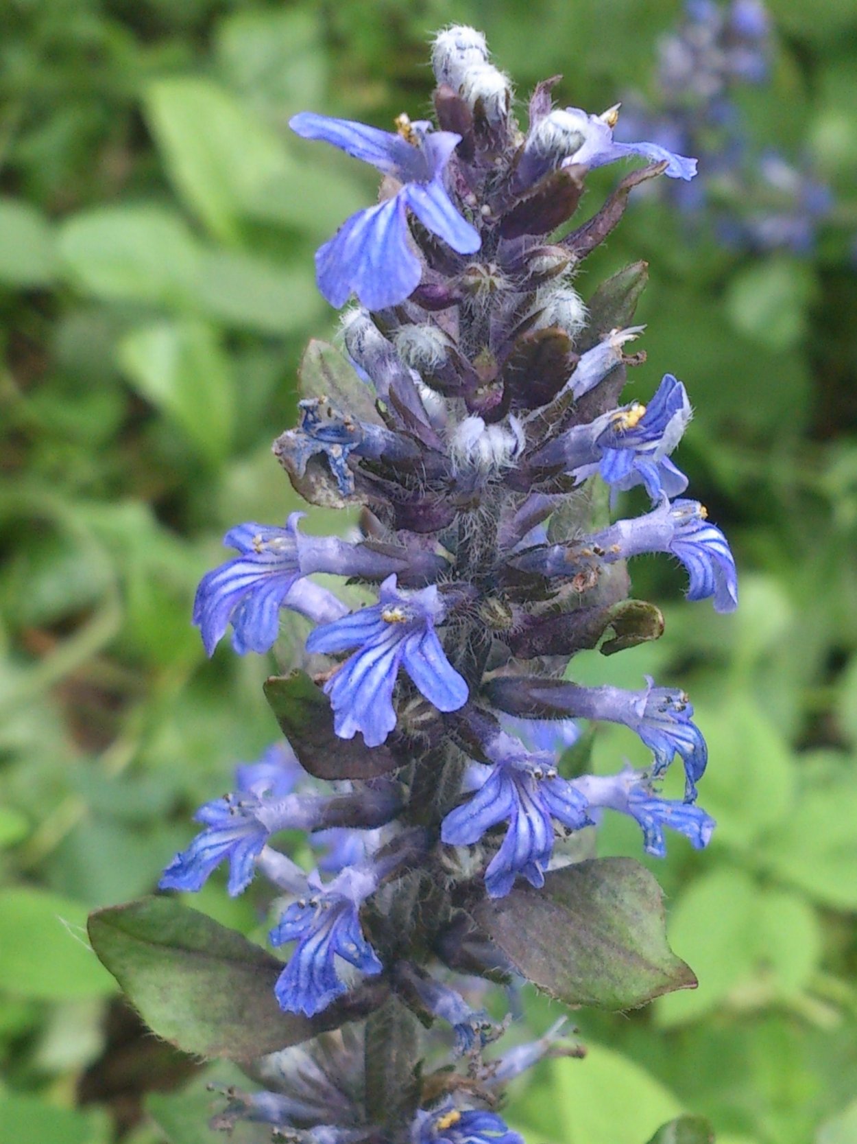 Аюга живучка