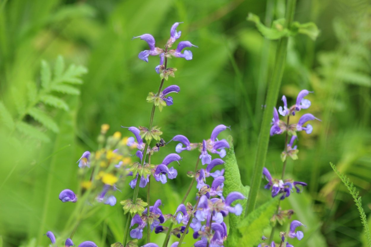 Яснотковые растения