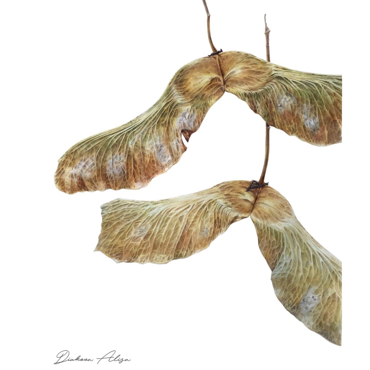 Семена клена акварелью