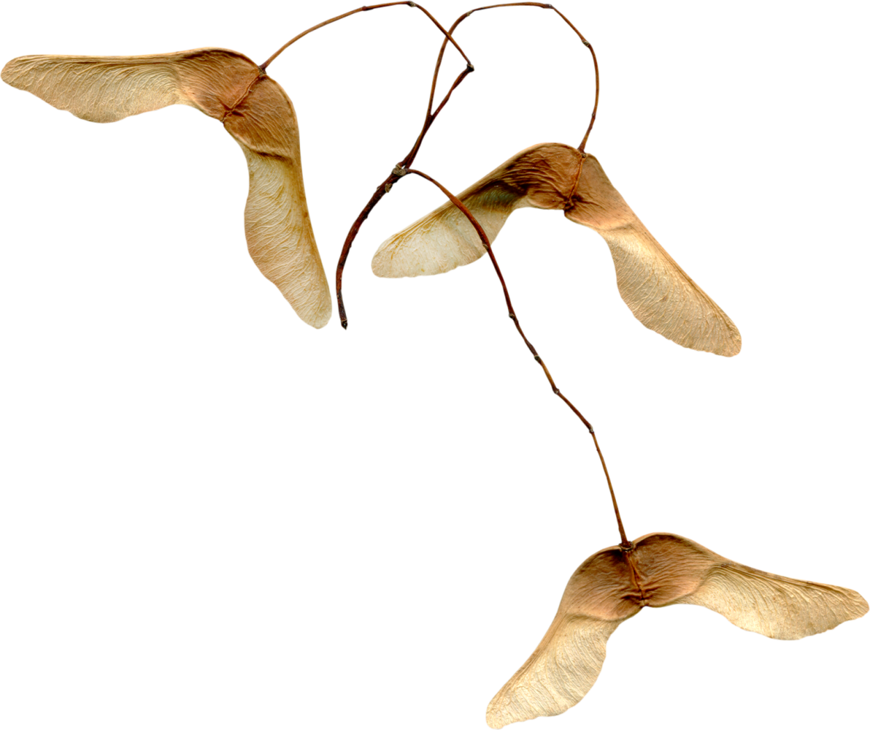 Крылатка плод клена