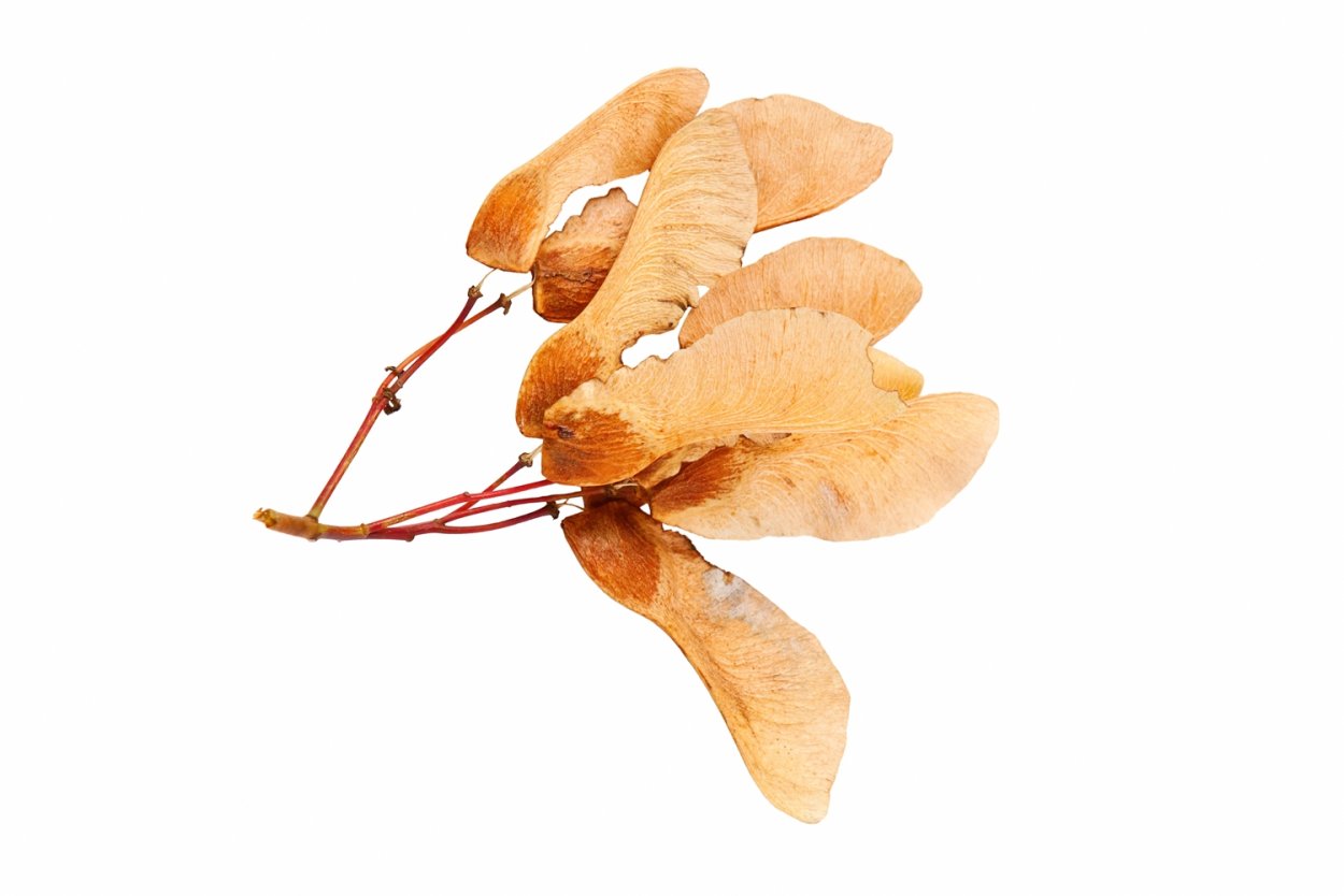 Плоды клена на прозрачном фоне