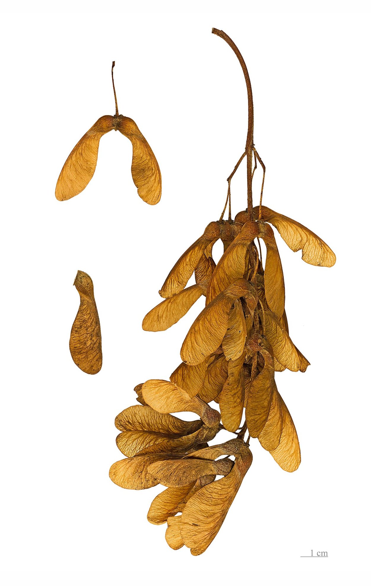 Семена Крылатки клена