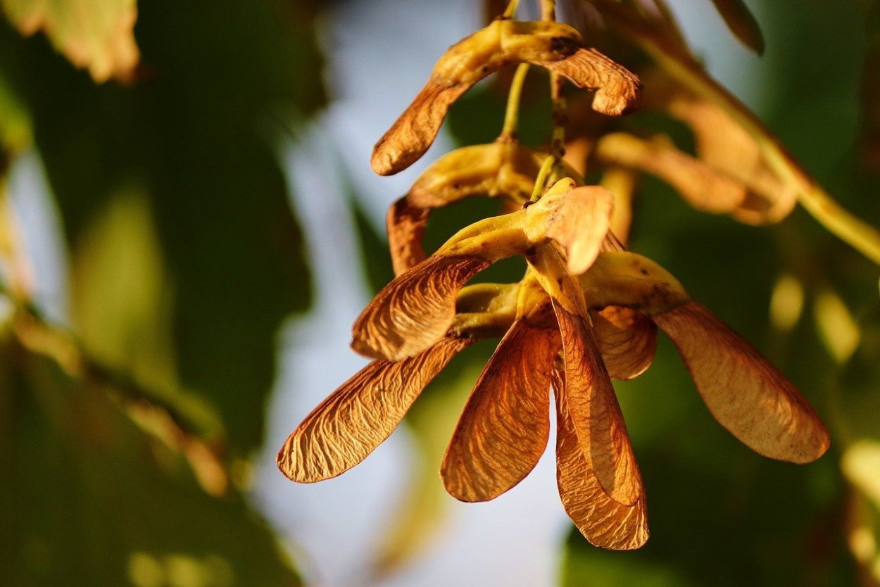Клён ясенелистный вертолетики