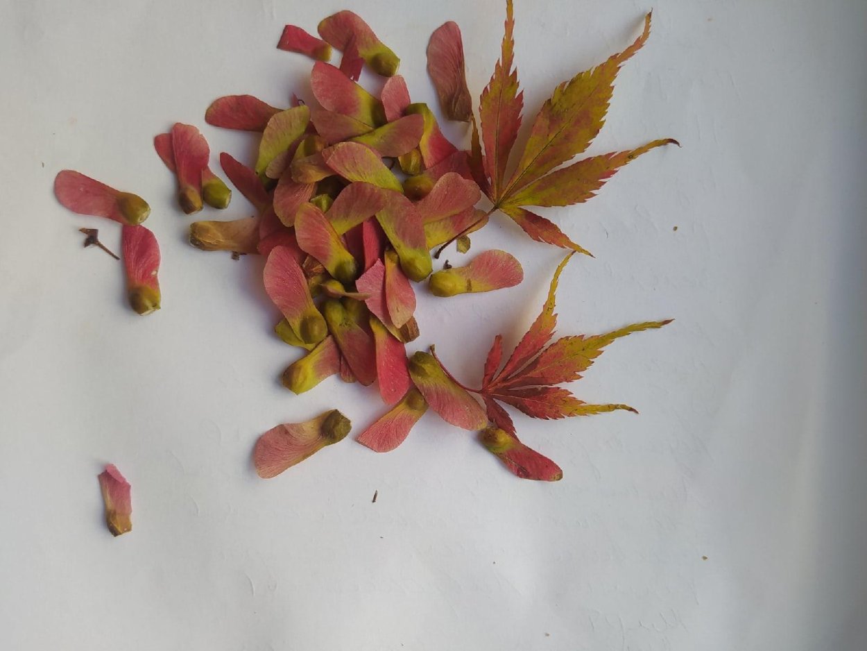 Семена японского клена