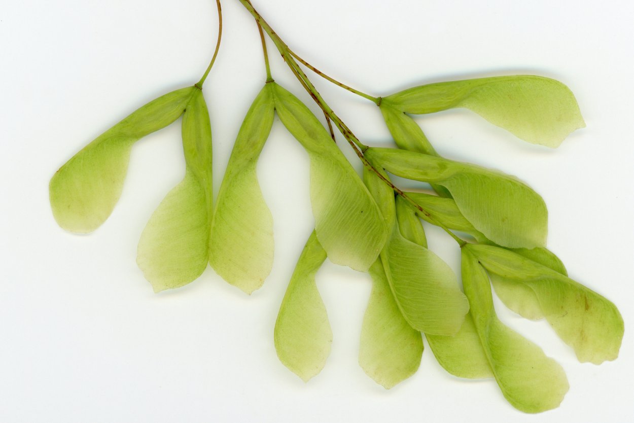 Крылатки вырезать