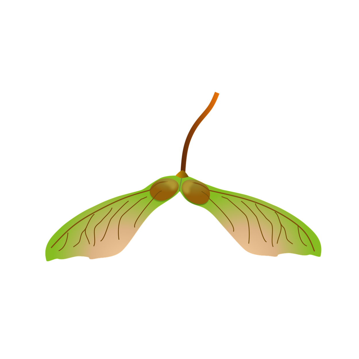 Семена клена