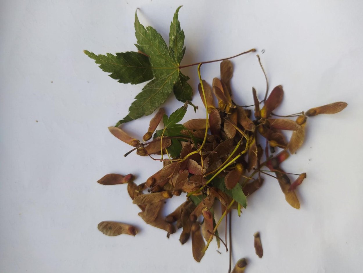 Клен дланевидный семена