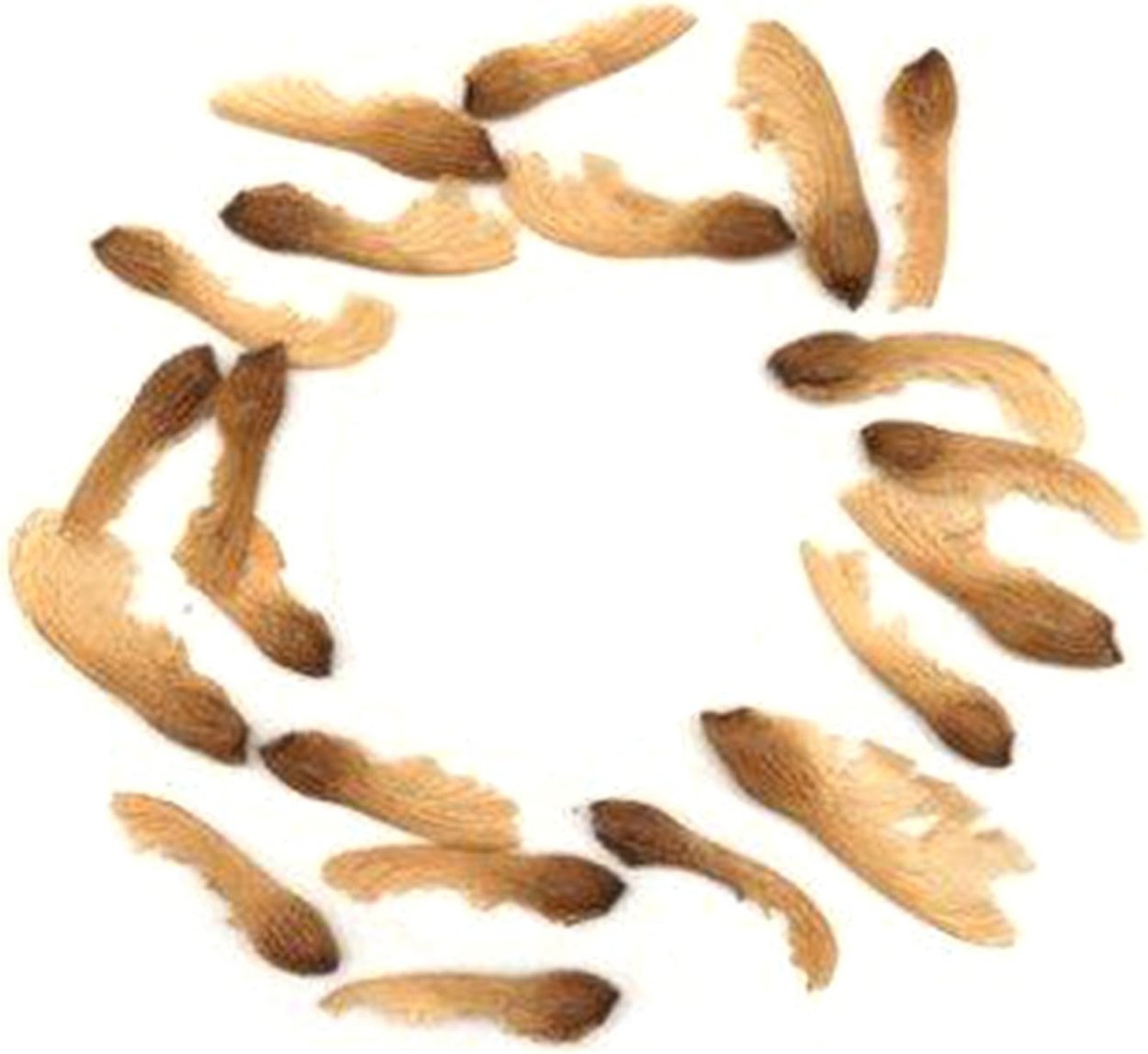 Семена клена круглые