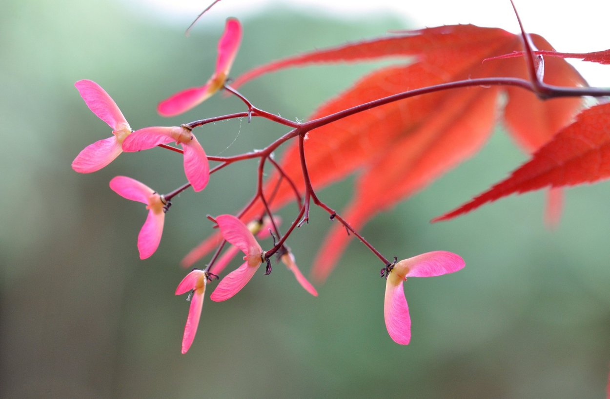 Клен Гиннала плоды