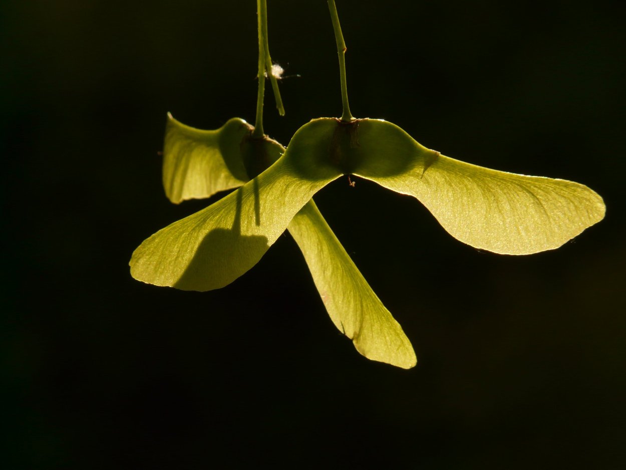 Семена клена остролистного размер