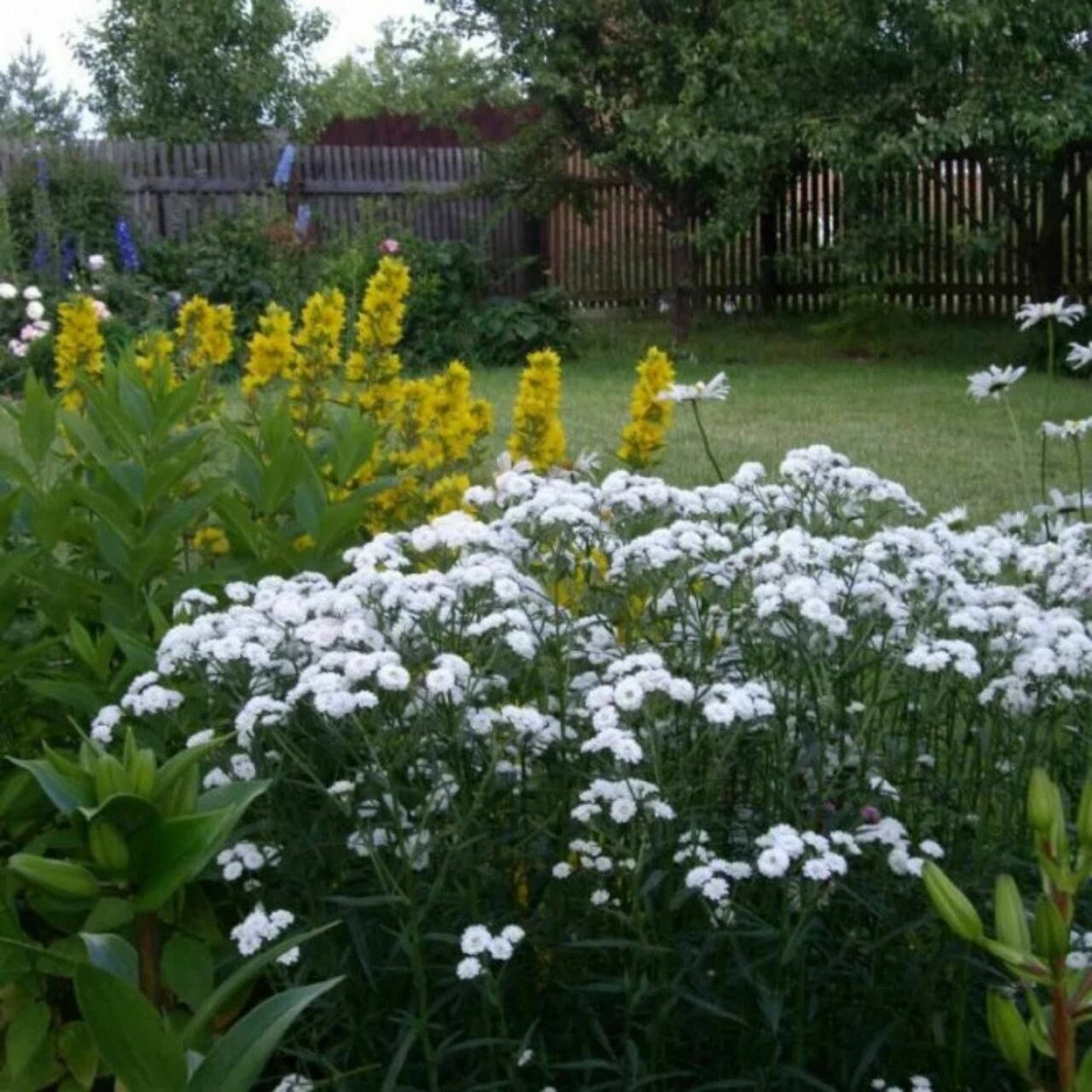 Тысячелистник птармика на клумбе