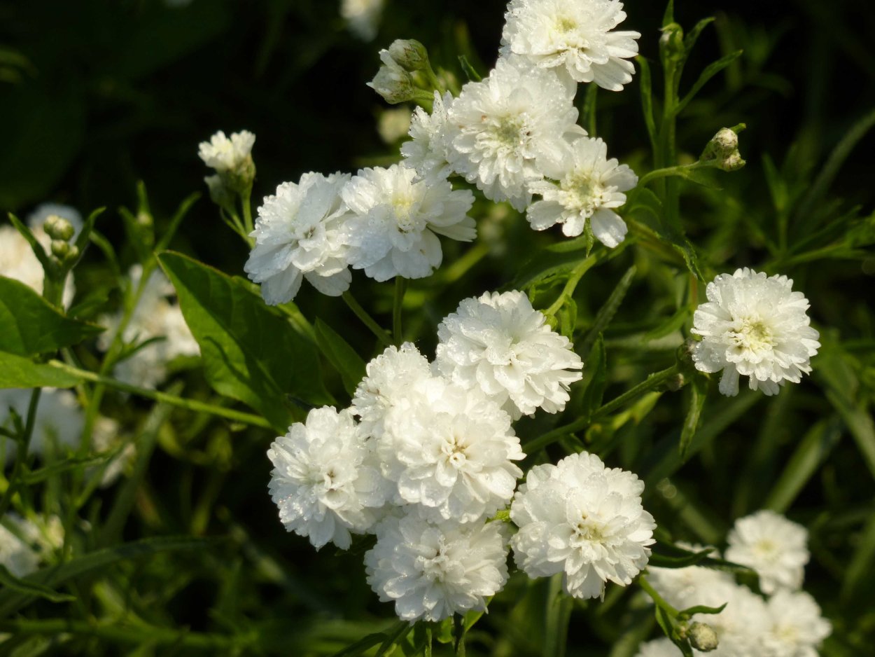 Тысячелистник птармика (Achillea ptarmica)