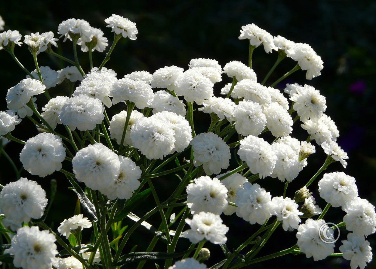 Тысячелистник птармика маршмеллоу