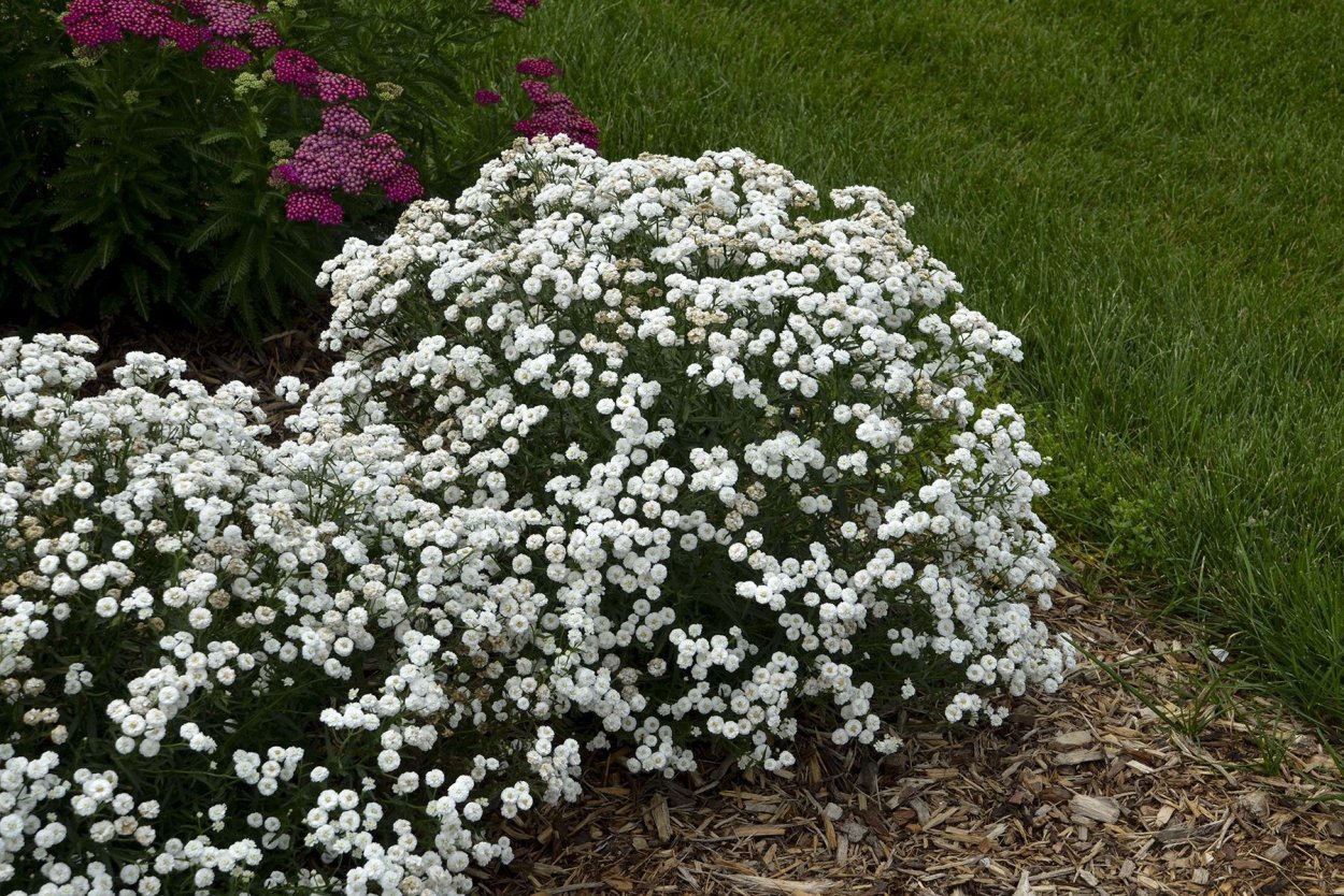 Птармика Жемчужница