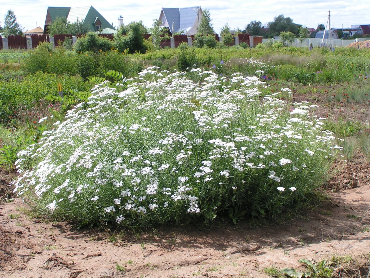 Тысячелистник птармика