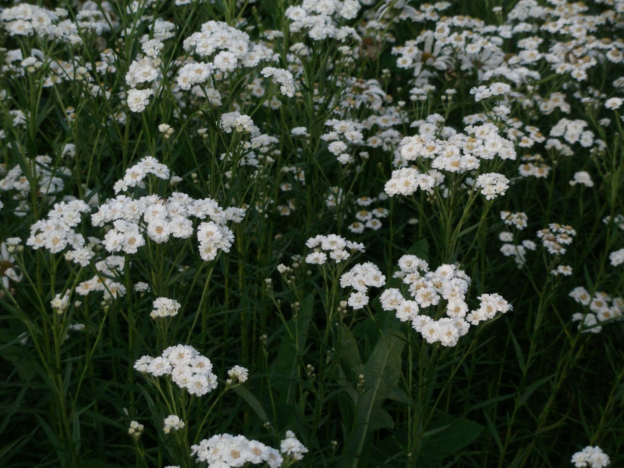 Тысячелистник белый жемчуг