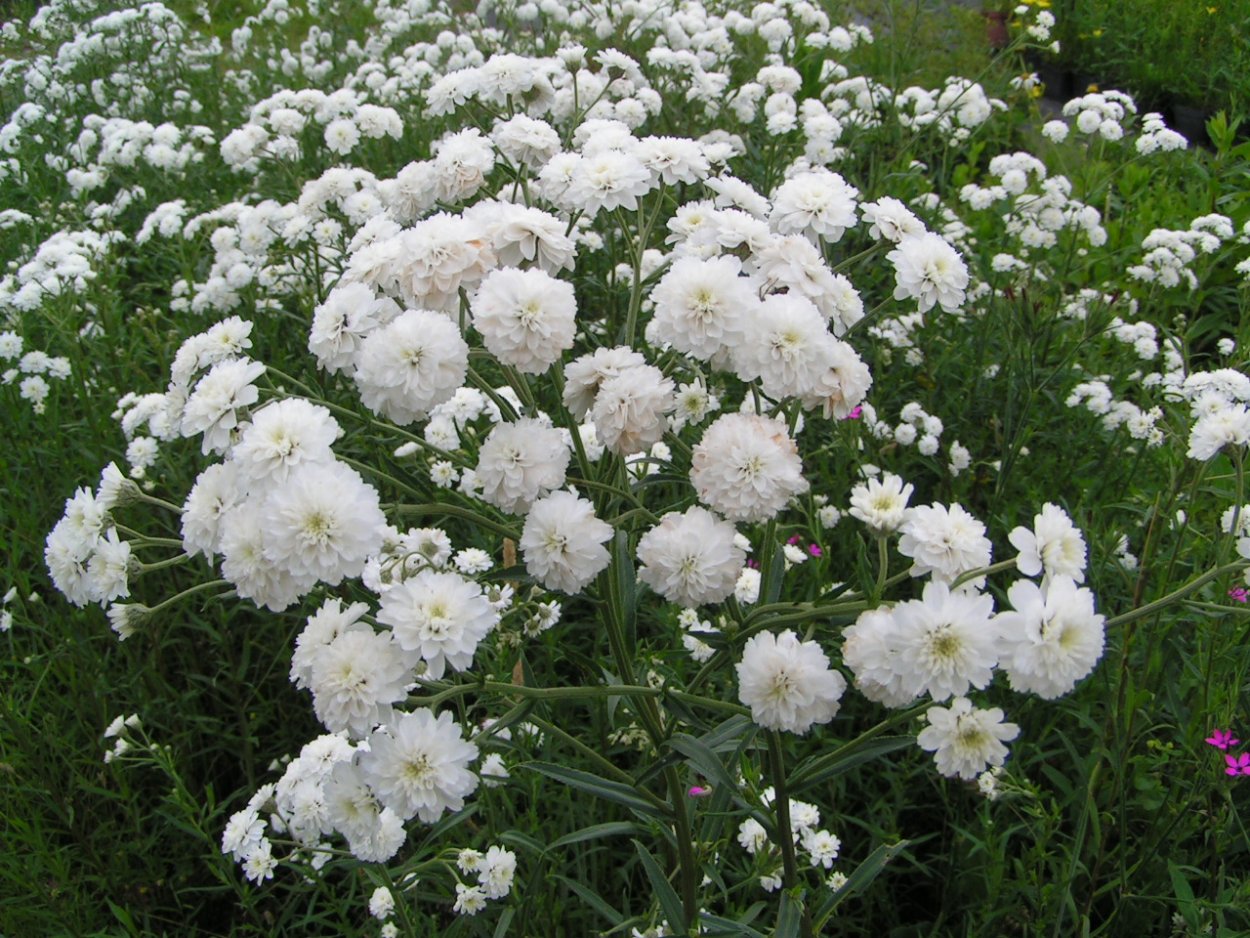 Тысячелистник птармика жемчуг