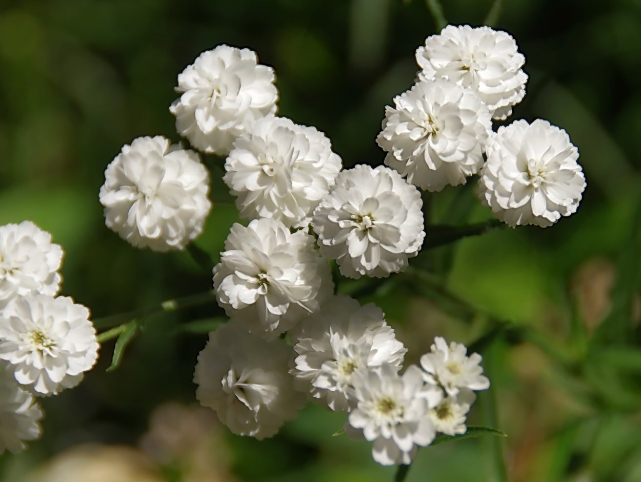 Тысячелистник птармика (Achillea ptarmica)