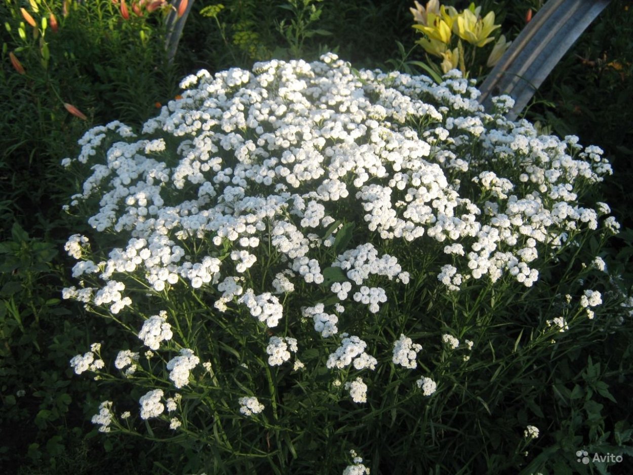 Тысячелистник птармика капля