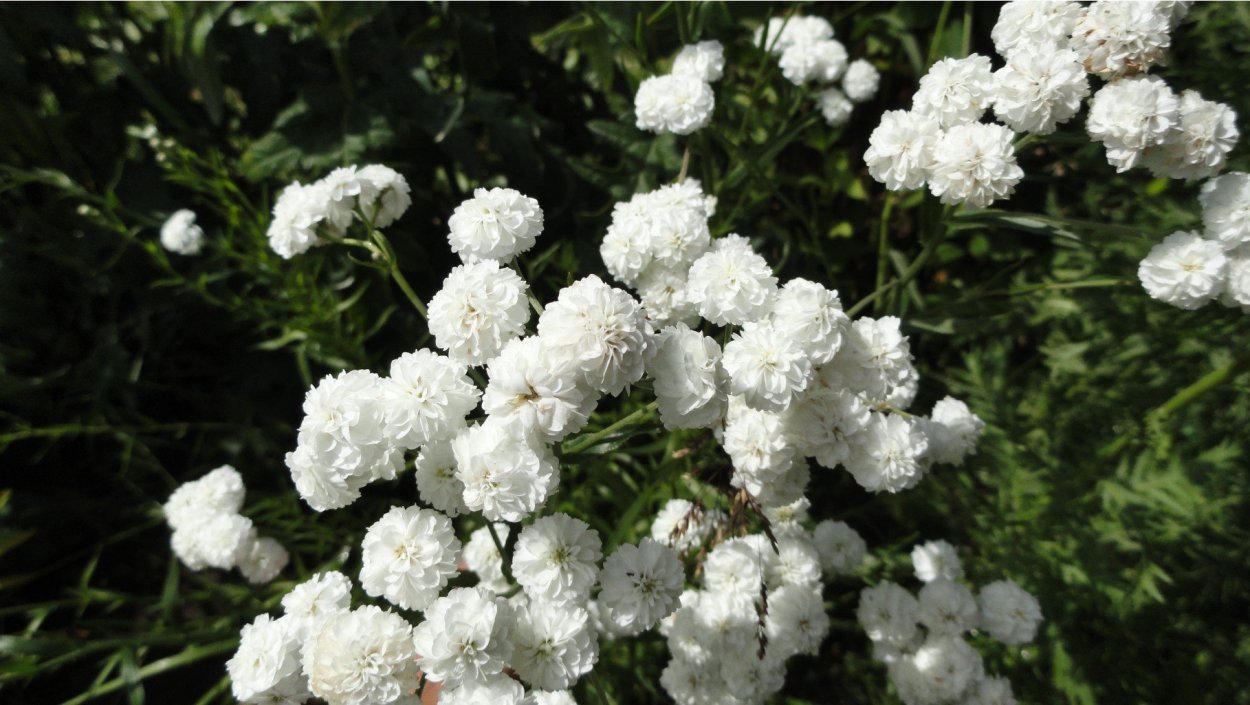 Тысячелистник птармика Жемчужница