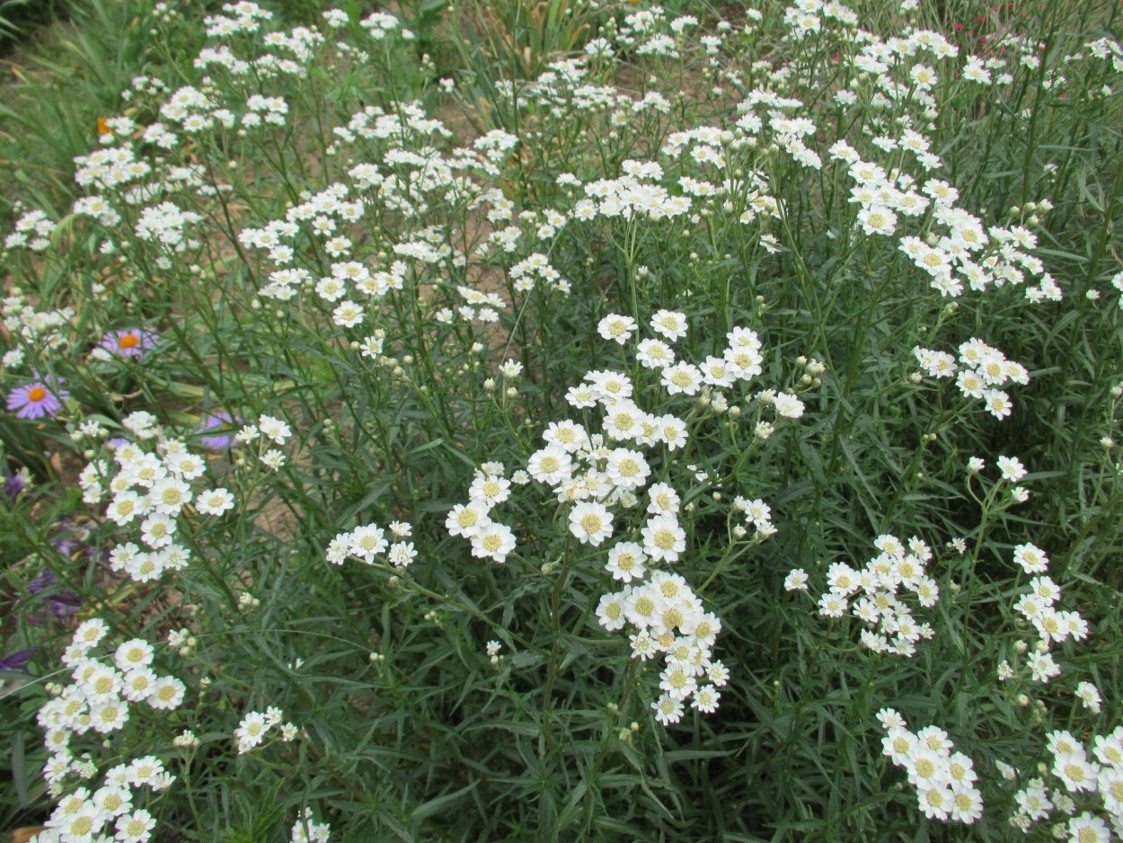 Тысячелистник "diadeem" (диадема)