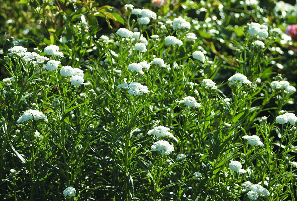 Тысячелистник птармика (Achillea ptarmica)