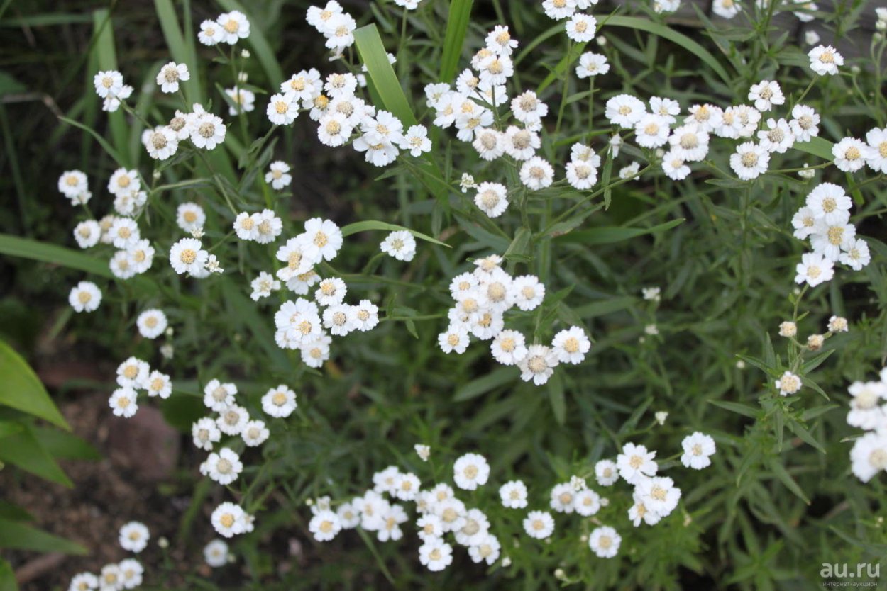Тысячелистник птармика Жемчужница