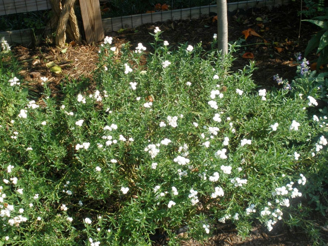 Тысячелистник всходы