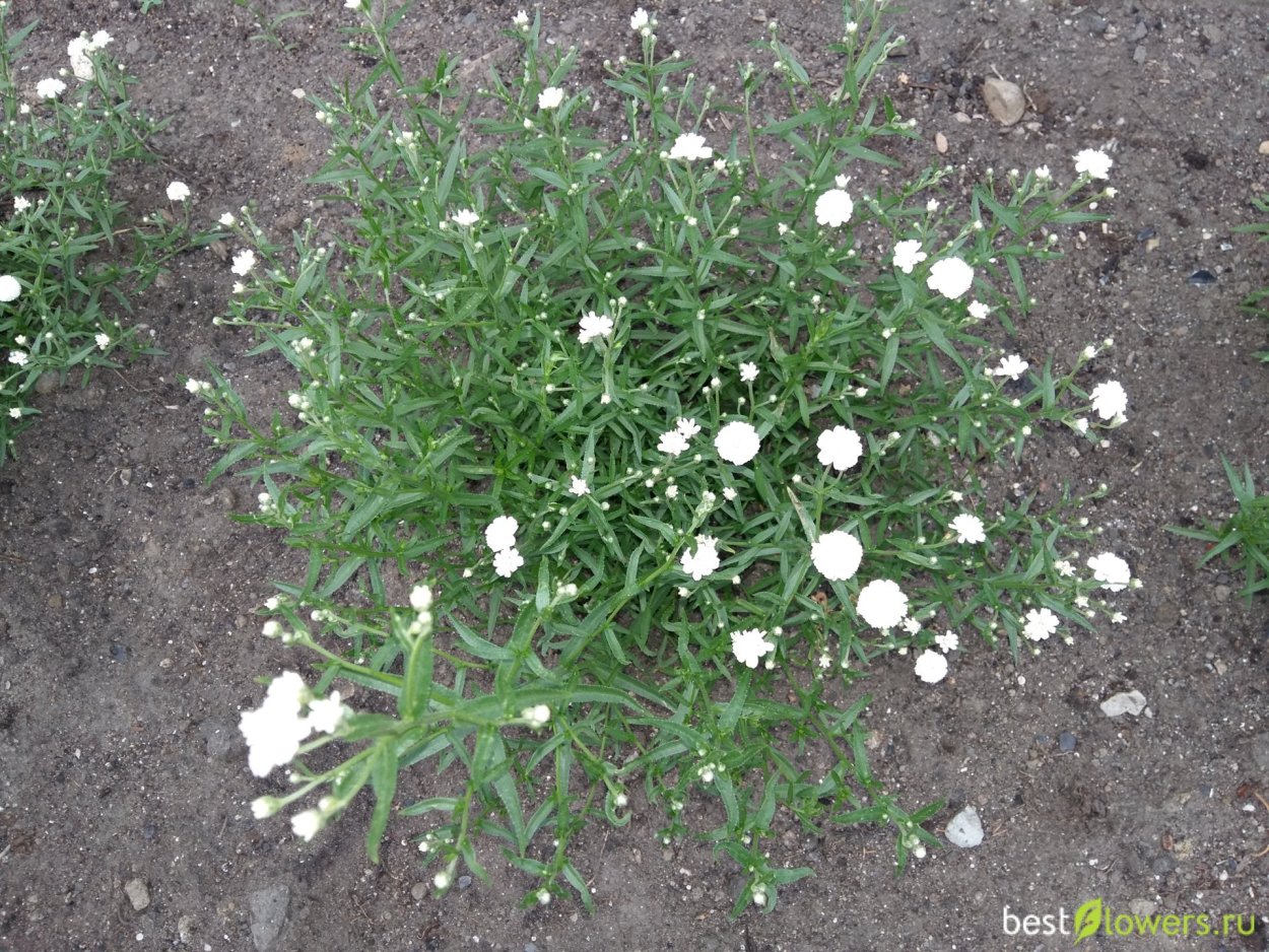 Тысячелистник Жемчужина
