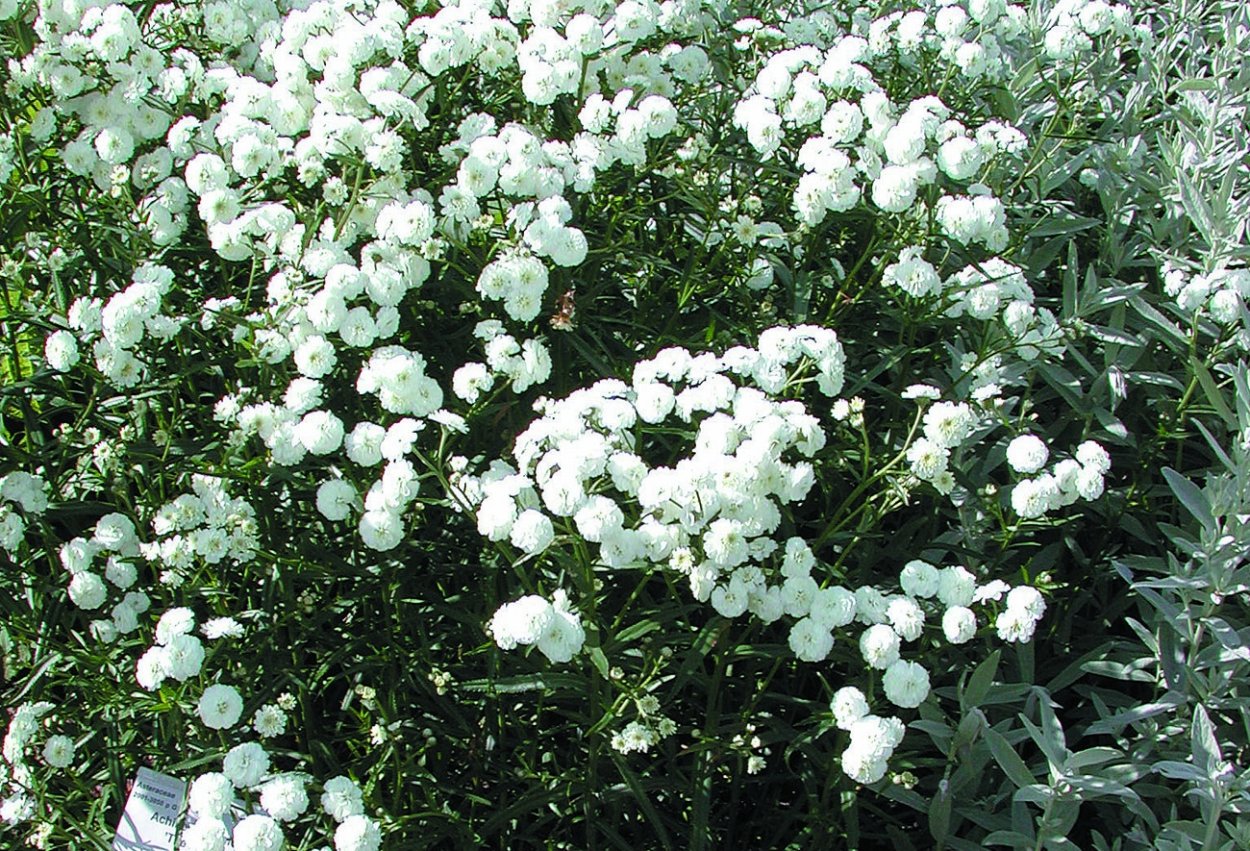 Тысячелистник птармика Diadem