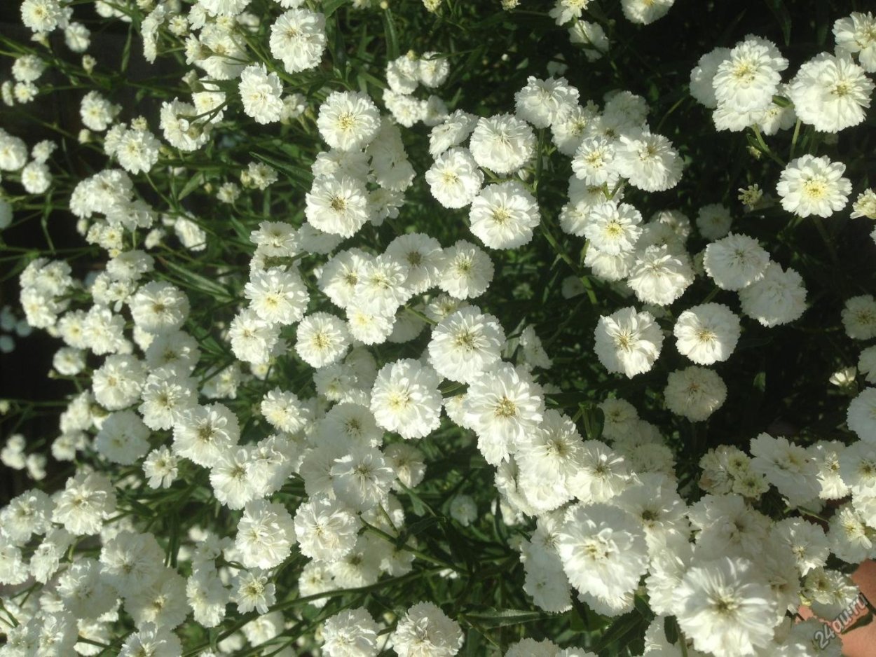 Тысячелистник птармика Жемчужина