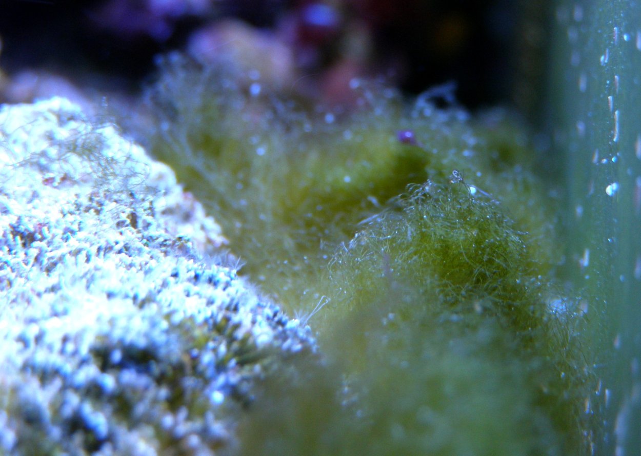 Водоросли в морском аквариуме