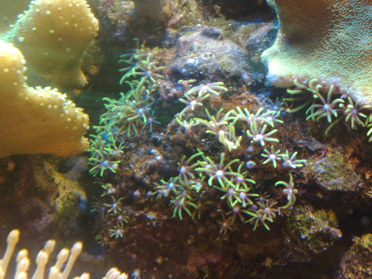 Бурые водоросли в морском аквариуме