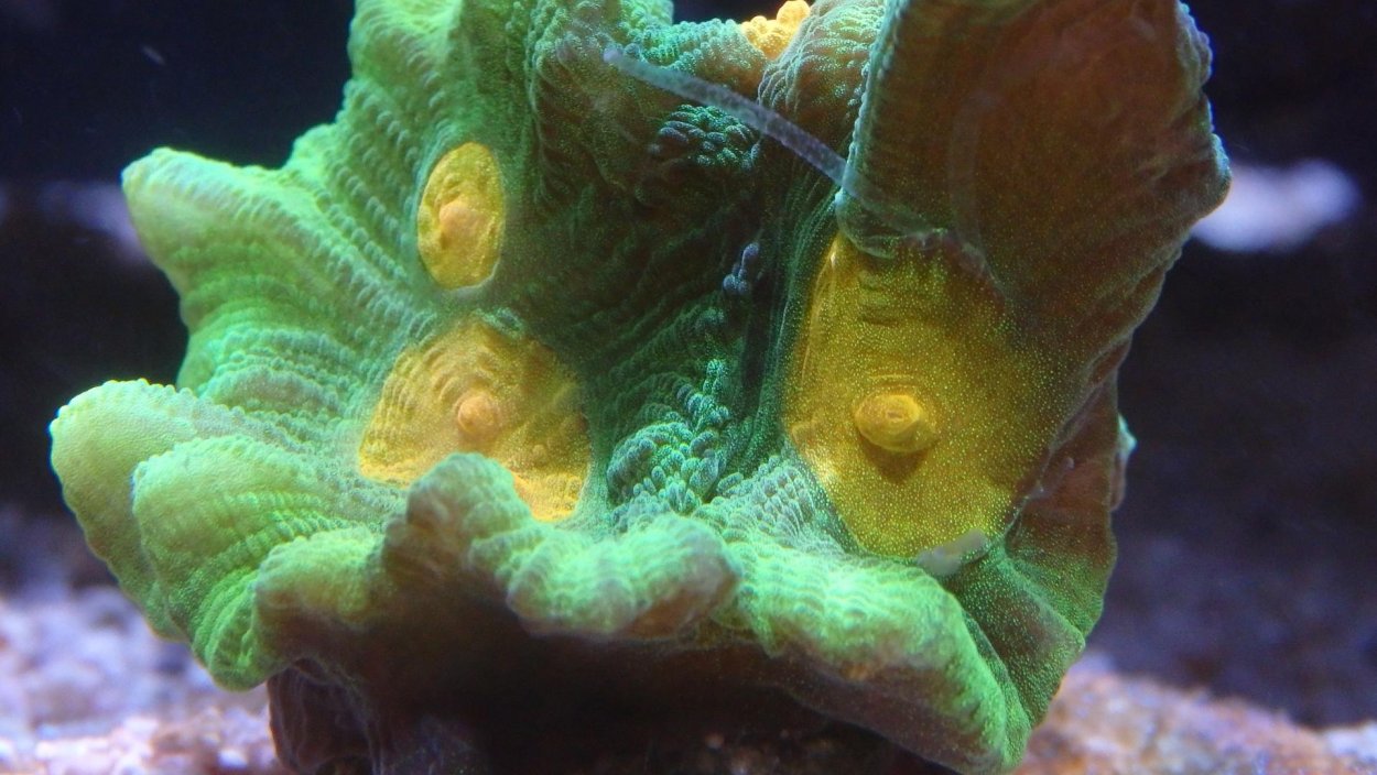 Циано в морском аквариуме