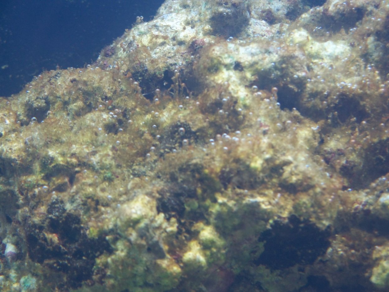 Динофлагелляты водоросли